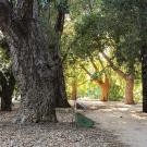 Photo: Shields Oak Grove, trail meandering through grove.