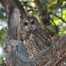 northern spotted owl