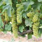 Grapevines in teaching vineyard