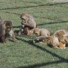 Group of monkeys