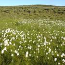 Spring in Greenland