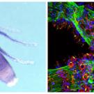 Two photos: insect on left, Colorful glob with circles and sparkles on right