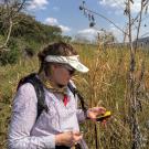 Scientist in maize field