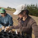 A man and woman select strawberry plants from a nursery tray to plant in the furrowed field behind them.