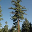 Tall pIne tree in a forest