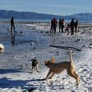 A winter Tahoe beach with snow with two dogs playing and people int he background near the water