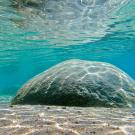 Large rock underwater in Lake Tahoe