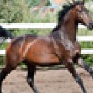 Thoroughbred horse in paddock