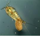 Photo: little sea creature with antennae 