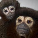 Titi monkey mother, right, with infant on her back