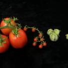 domestic and wild tomato species at UC Davis