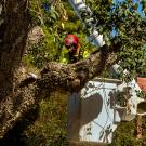 A worker in a cherry picker uses a chainsaw to cut a tree branch.