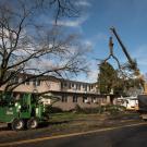 A tree is lifted off Haring Hall.
