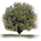 photo: oak tree