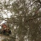 Worker trimming tree with a chainsaw.