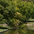 UC Davis Arboretum