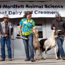 Goats walk through a ribbon.