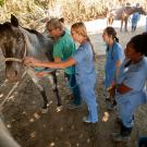 Students examine a horse.
