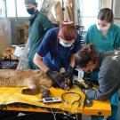 Four veterinarians examine a mountain lion with burn injuries from wildfire on an exam table,