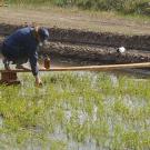 Photo: Man reaching into rice paddy