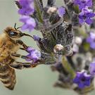 Bee sucking nectar from a blue flower