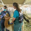 Three women examine a llama.