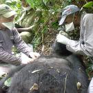 Two men in masks (with another in the background) treating a gorilla on its back