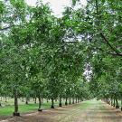 Walnut orchard