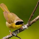 Bird on a branch