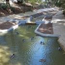 Water and ducks in lower part of waterway's eastern half