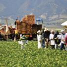 Farm workers in lettuce field with truck stacked with harvesting boxes