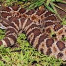 A Western Rattlesnake.