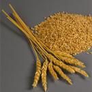 Wheat stalks and grains