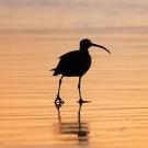 Whimbrel bird on beach