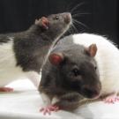 Lab rats