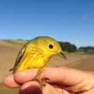 yellow warbler on human hand