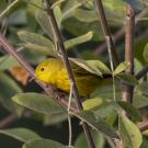 Yellow warbler in a bush