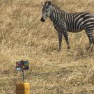 Zebra on grassy plains looks at researchers' monitor.