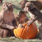 In an outdoor setting, two monkeys are on either side of a pumpkin with a smaller monkey between them. 