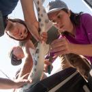 Woman takes sample from shark while another woman holds the shark