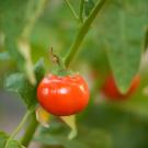 Tomato fruit