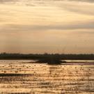 waterfowl dot the landscape at dusk of the Yolo Bypass