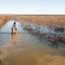 A woman in waders walks into murky, wet floodplain on rice fields