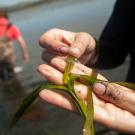 hand holds strand of seagrass while person in red shirt and waders stands in water in background