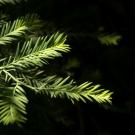 Branch and green growth of Redwood