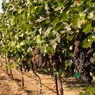 View of grapevines