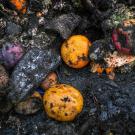 Oranges, apples, squash, and other fruits and vegetables lie in a muddy compost pile at a recycling facility in Placer County, California. UC Davis researchers have found that states’ food waste policies emphasize food waste composting rather than prevention or rescue. (Karin Higgins / UC Davis)
