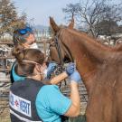 Veterinary Emergency Response Team members care for horse.