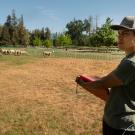 man standing in sheep pen