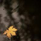 Leaf floating on water way, showing shadow.